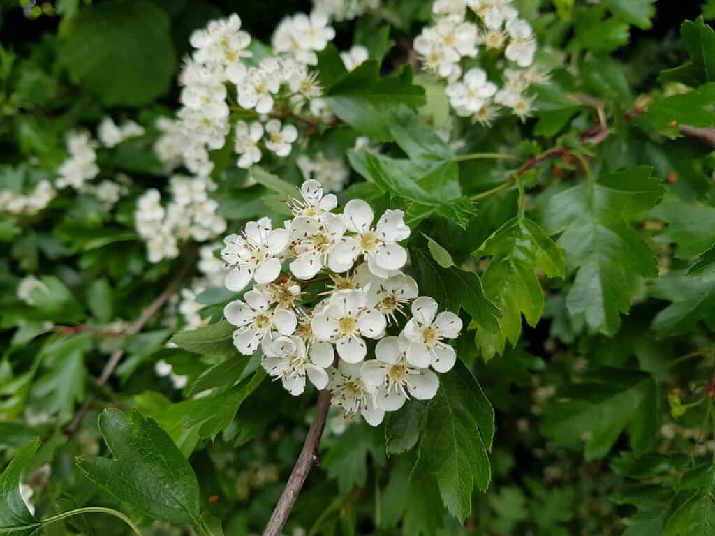 Crataegus monogyna <span class="hidden specialOffer"></span> 150-175 cm